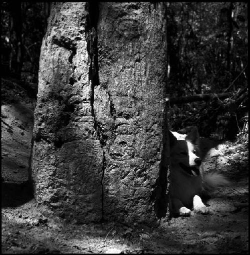 Stela 5 at Uaxactun