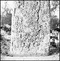 Stela 1 at Coba