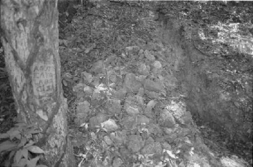 Looter's inscription on tree at El Zotz