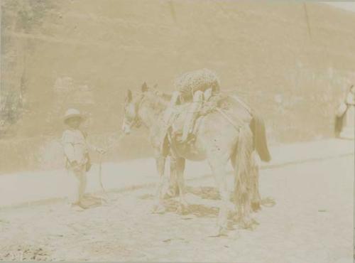 Boy and two horses