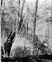 The last skin shelter in use; camp north of east end of Lake Kami