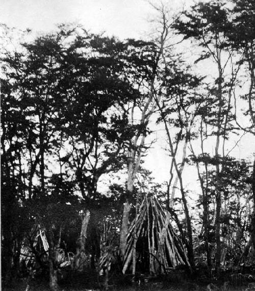 Abandoned Ona camp showing remains of houses burned on death of the occupant.