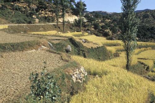 Landscape of hills and trees