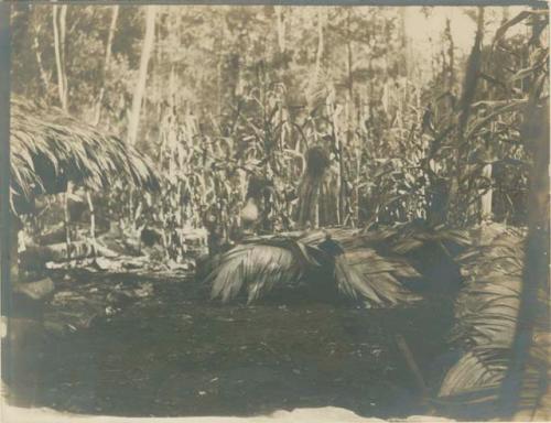 Maya Indian woman amongst corn stalks