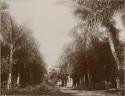 Young boy standing in palm tree grove