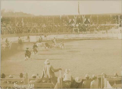 Scene at a bull fight