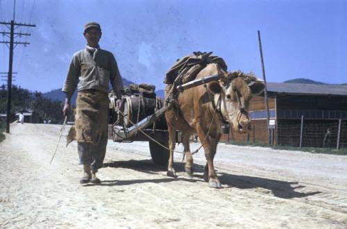 Man with ox pulling cart down road