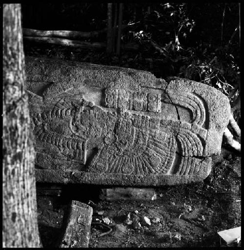 Stela 11 at Naranjo