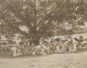 Very large group of market vendors under a big tree