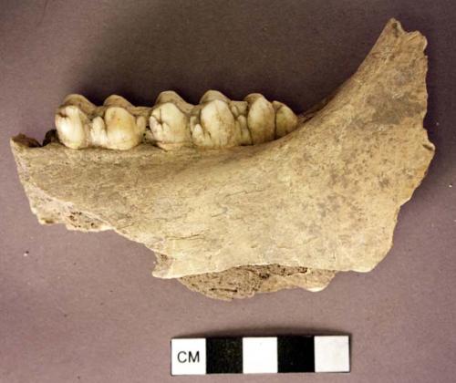 Organic, bone, jaw fragment with teeth, pig