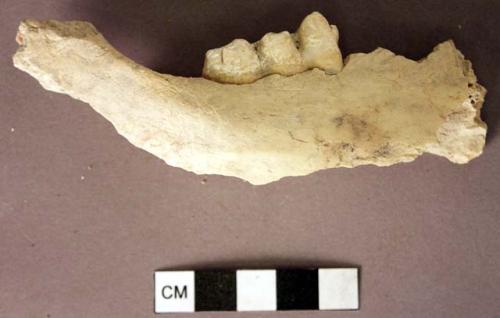 Organic, bone, jaw fragment with teeth, pig