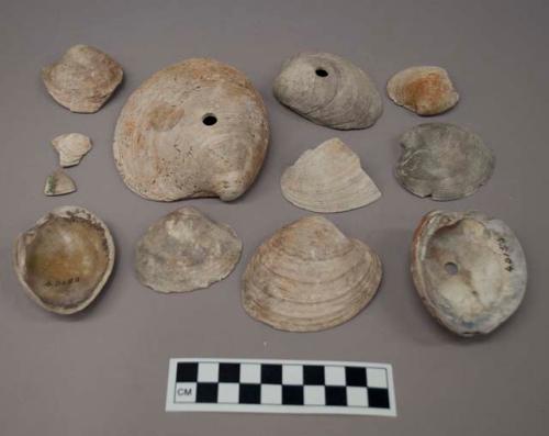 Shells of venus mercenaria