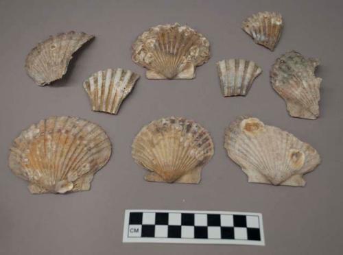 Shells of pectin inadians