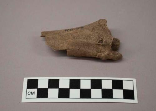 Tibia of deer, fragment