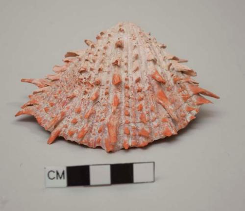 Spondylus shell