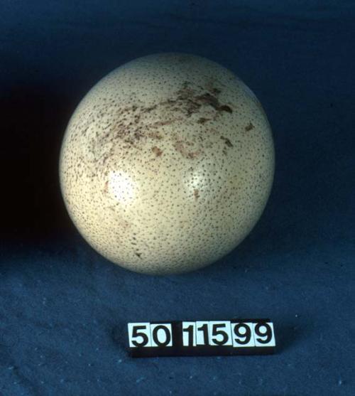 Ostrich eggshell water container, opening stuffed with reeds.