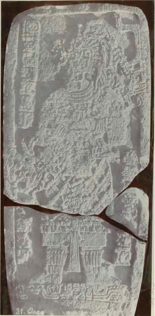 Stela 31