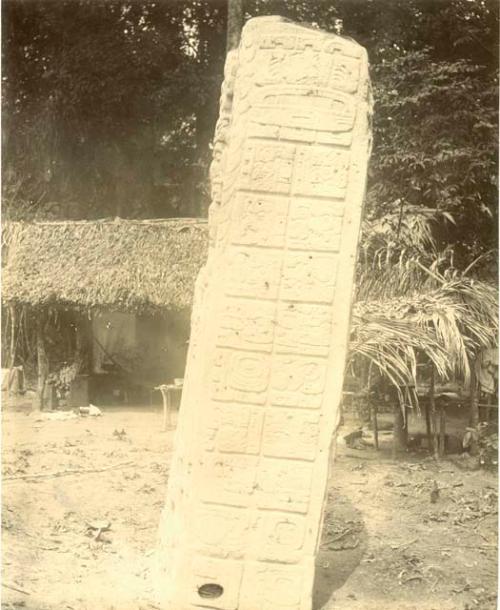 Side view of stelae