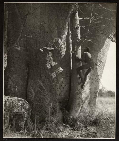 [Baobab tree]: "Crooked /Qui" climbing a baobab tree using the pegs driven into the bark; the name "Mattenkloot" (German soldier Wilhelm Mattenkloot’s last name) is visible carved into the trunk (print is a cropped image)