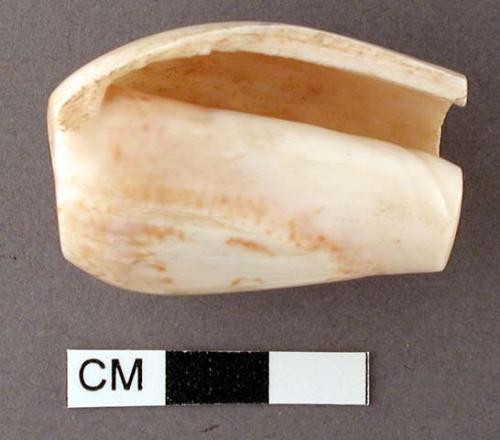 Conus shell, with both ends smoothed off