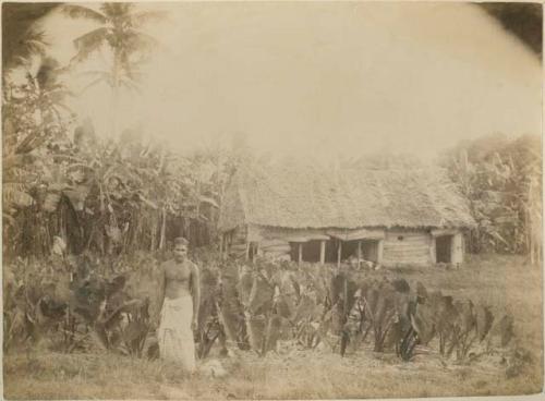 Man at Taro plantation