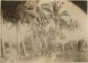 Group of men and boys, under coconut palm trees