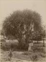 Two girls stand by two large screw pines