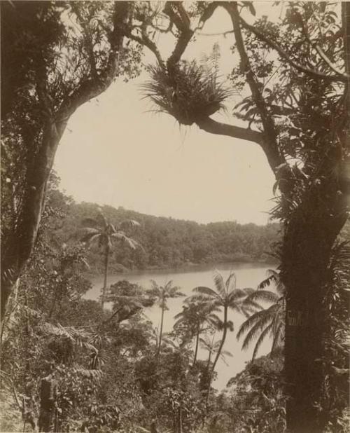 View of lake through trees