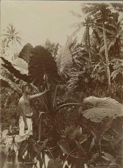 Samoan man, holding leaf at a "Tara [taro] Plantation"