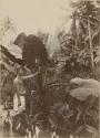 Samoan man, holding leaf at a taro plantation