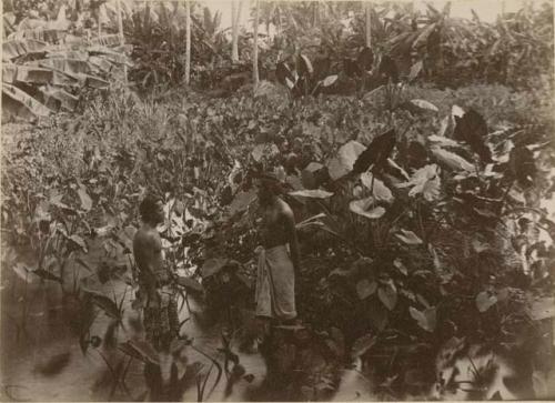 Two men stand face to face in a taro plantation