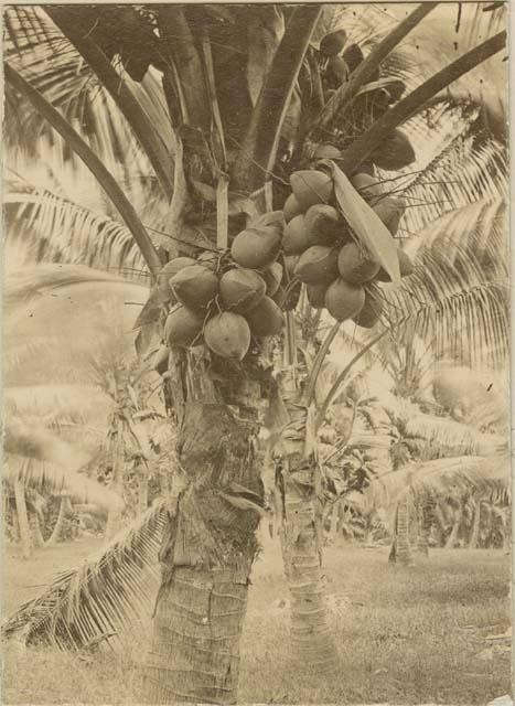 Coconuts in a tree