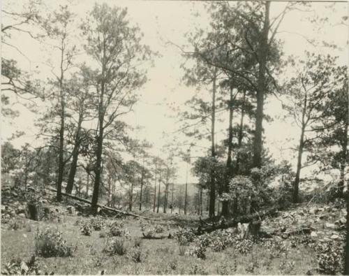 Parallel mounds and stone walls