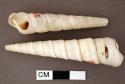 Turritella shells - "pendants" (haury) - longest: 6.9 cm.