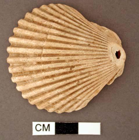 Shell, worked bivalve with perforation at hinge