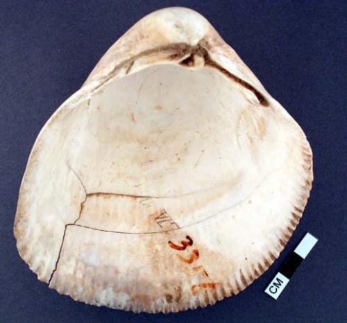 Shell, bivalve, with two cracks, possibly repaired