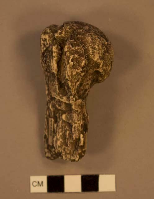 Australopithecus africanus