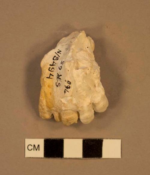 Paranthropus robustus