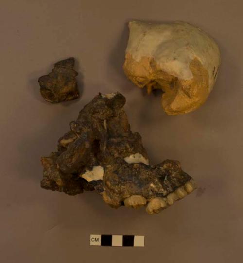 Paranthropus boisei