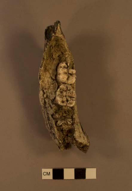 Paranthropus boisei