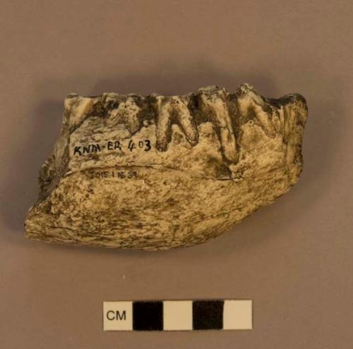 Paranthropus boisei