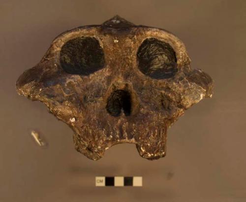 Paranthropus boisei