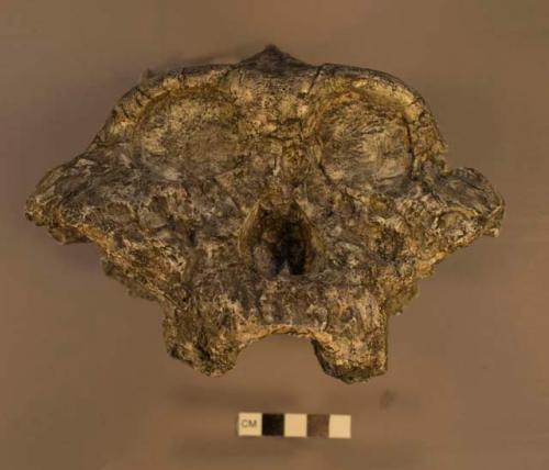 Paranthropus boisei