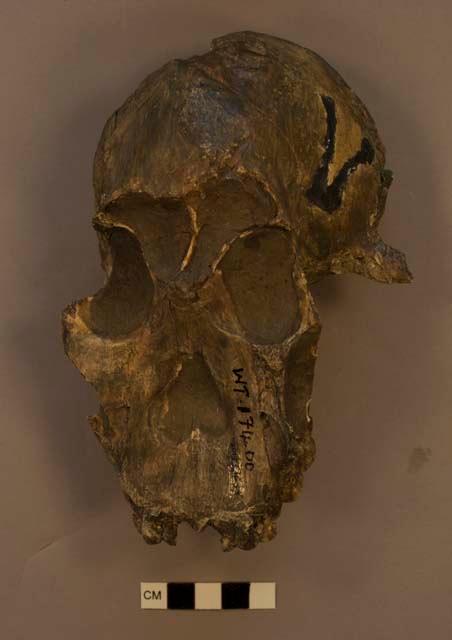 Paranthropus boisei