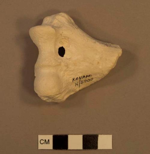 Australopithecus anamensis