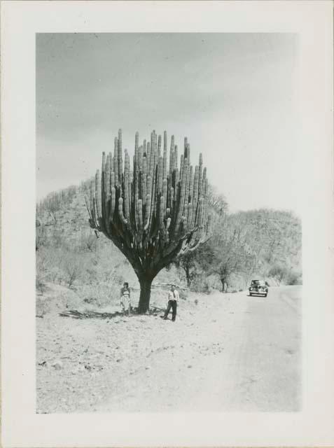 Couple on either side of a huge candelabra cactus