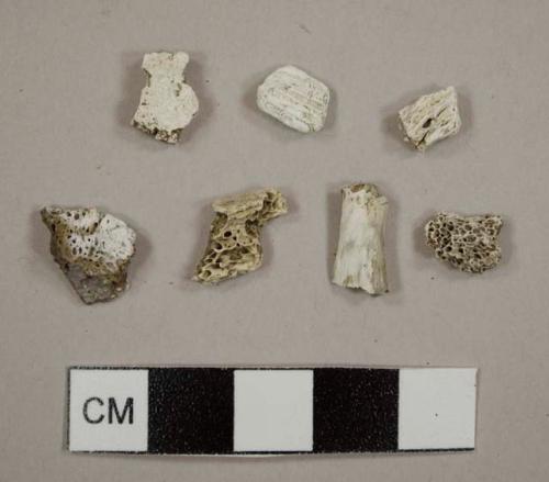 White bone fragments, possibly heat-affected