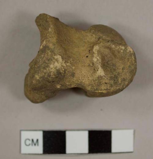 Cow bone, phlange from #2