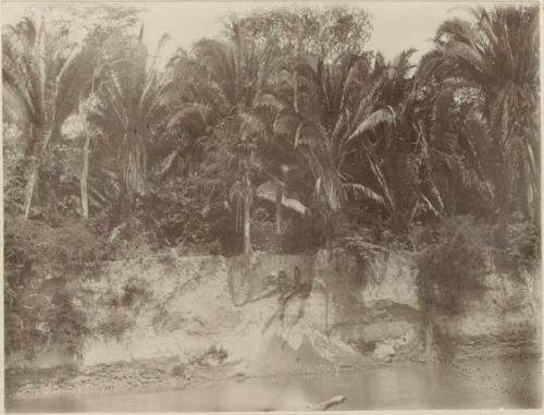 Bank of the Ulúa River, excavation site visible