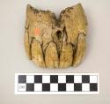 Fragments of jaw and teeth of